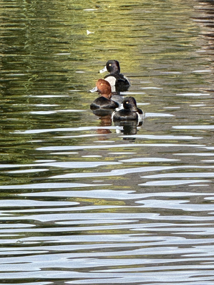 Porrón Americano - ML645456773