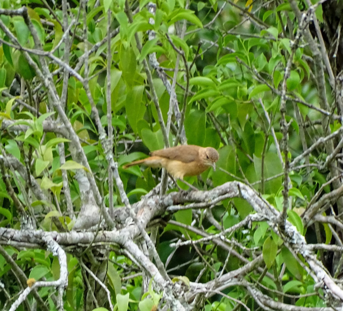 Hornero Común - ML645456774