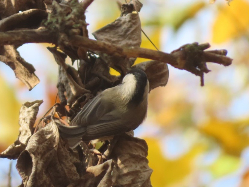 Carbonero de Carolina - ML645456778