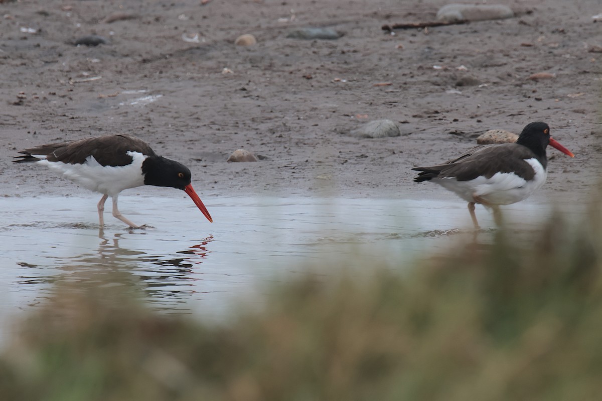 Ostrero Pío Americano - ML645456779