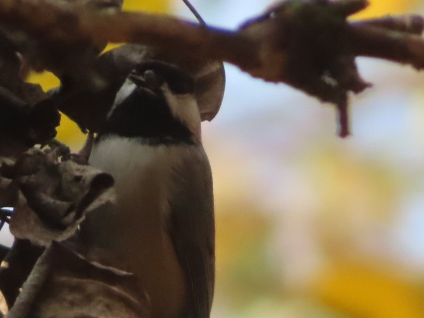 Carbonero de Carolina - ML645456780