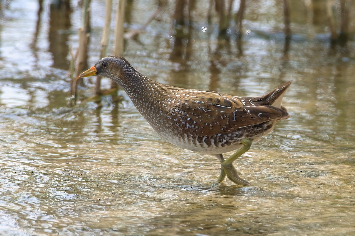 Polluela Pintoja - ML645456781