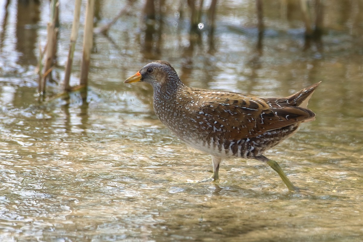 Polluela Pintoja - ML645456782