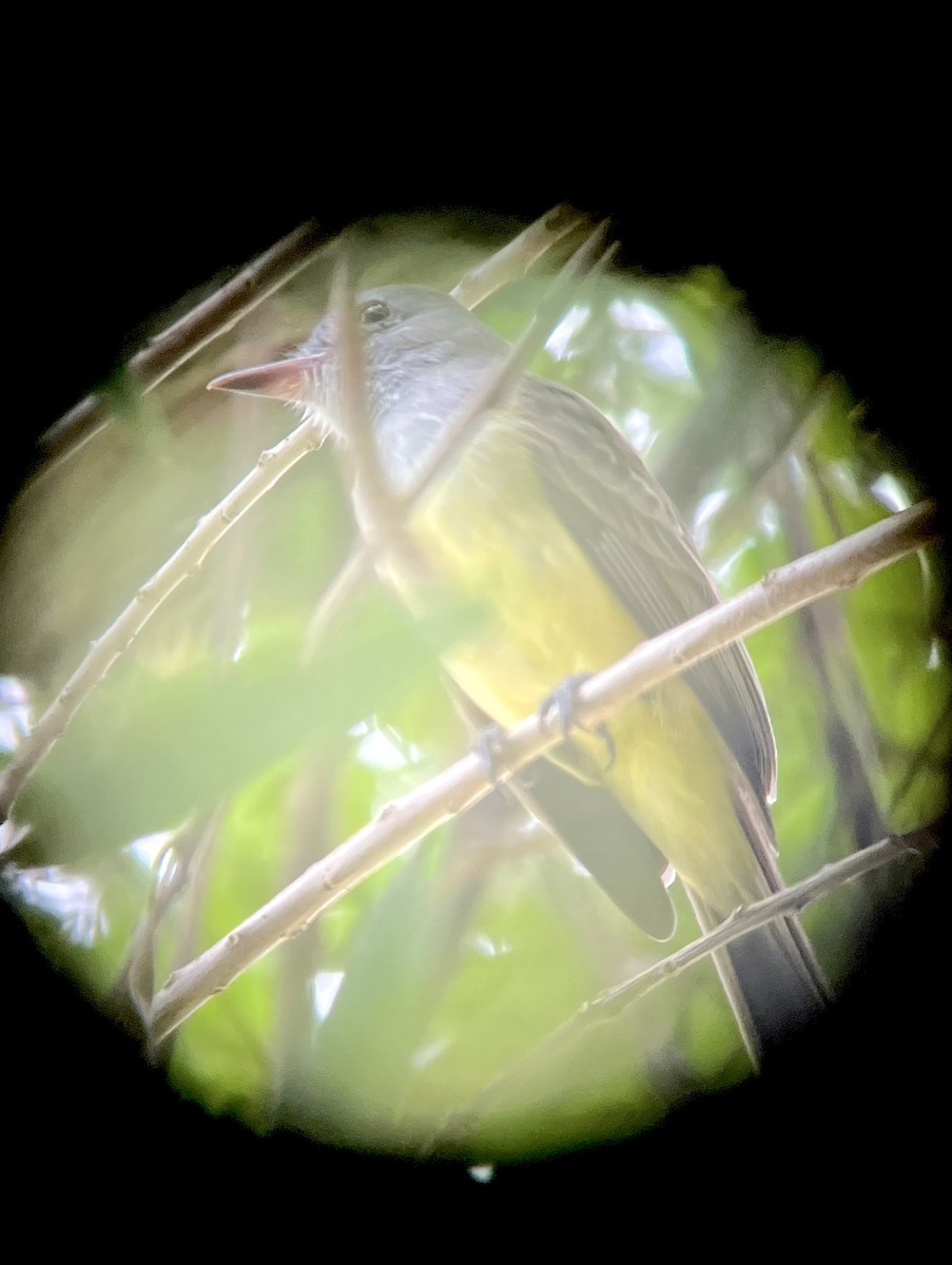 Copetón Panameño - ML645456783