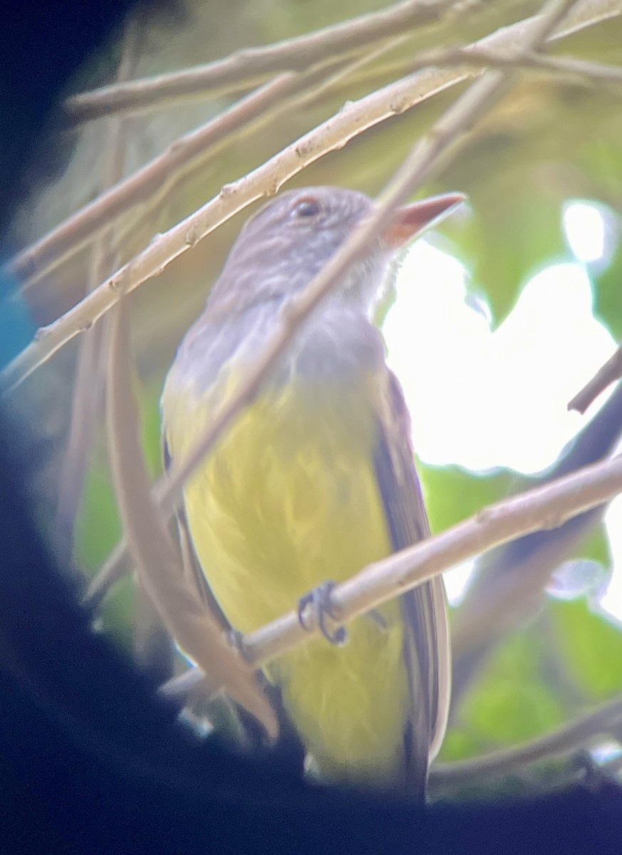 Copetón Panameño - ML645456784