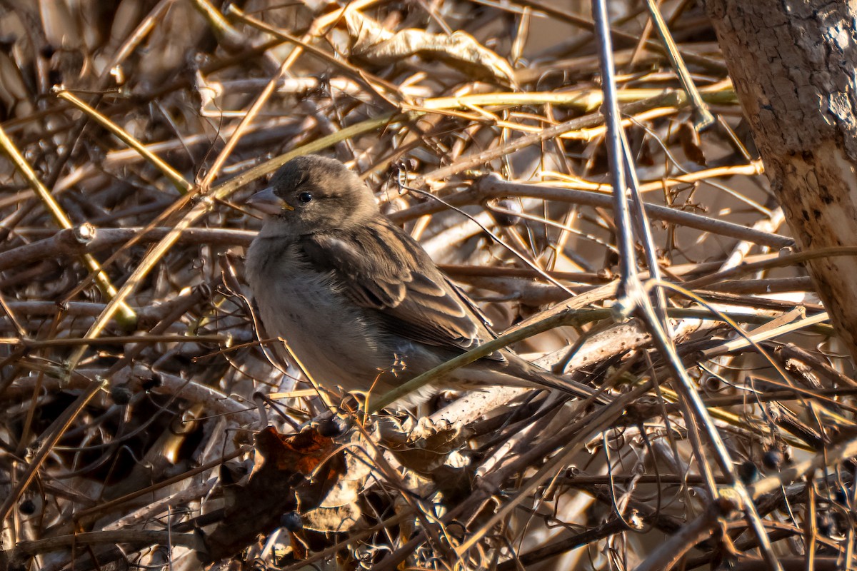 Gorrión Común - ML645456785
