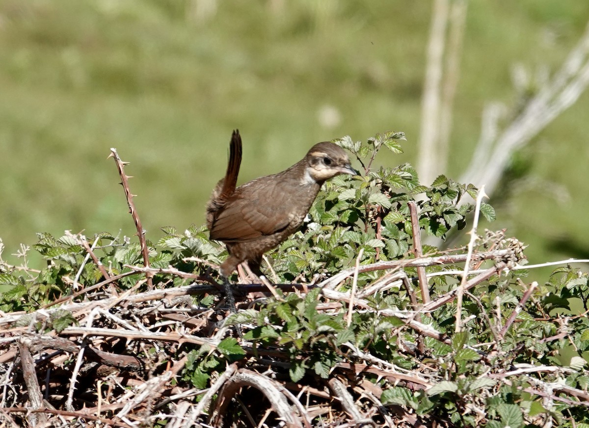 Huet-Huet Turca - ML645456786