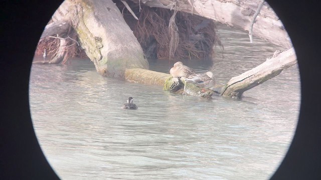 Турпан білолобий - ML645456788