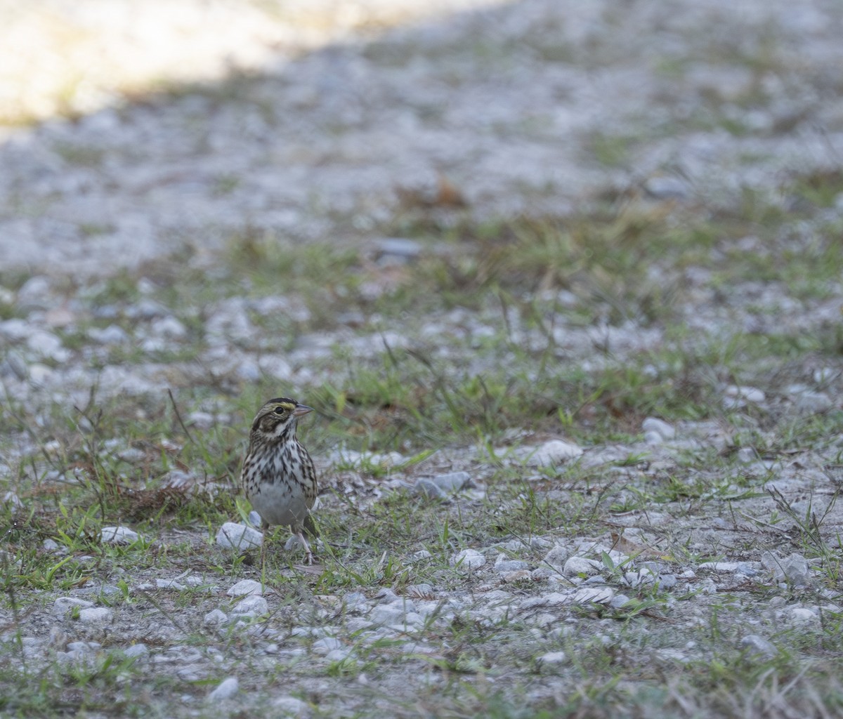 Chingolo Sabanero - ML645456789