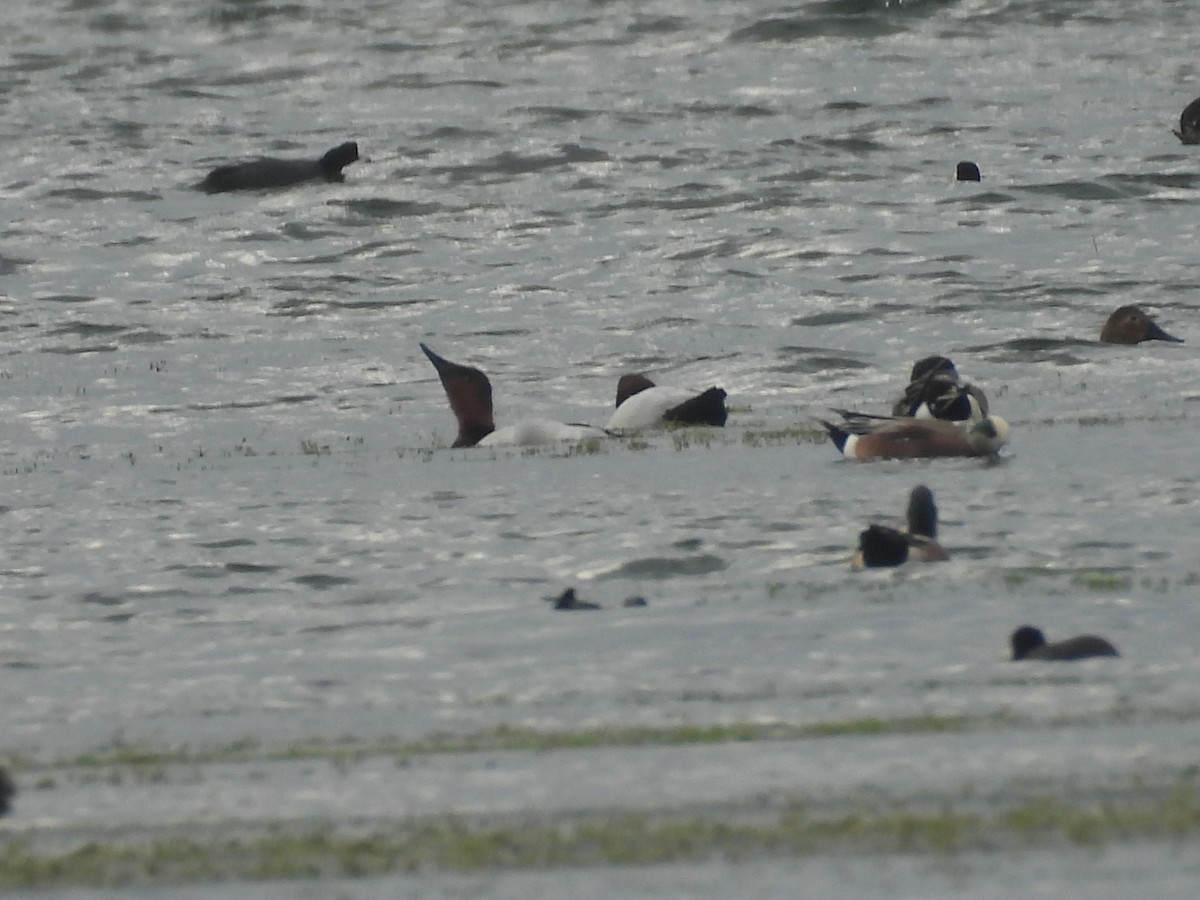 Porrón Coacoxtle - ML645456790