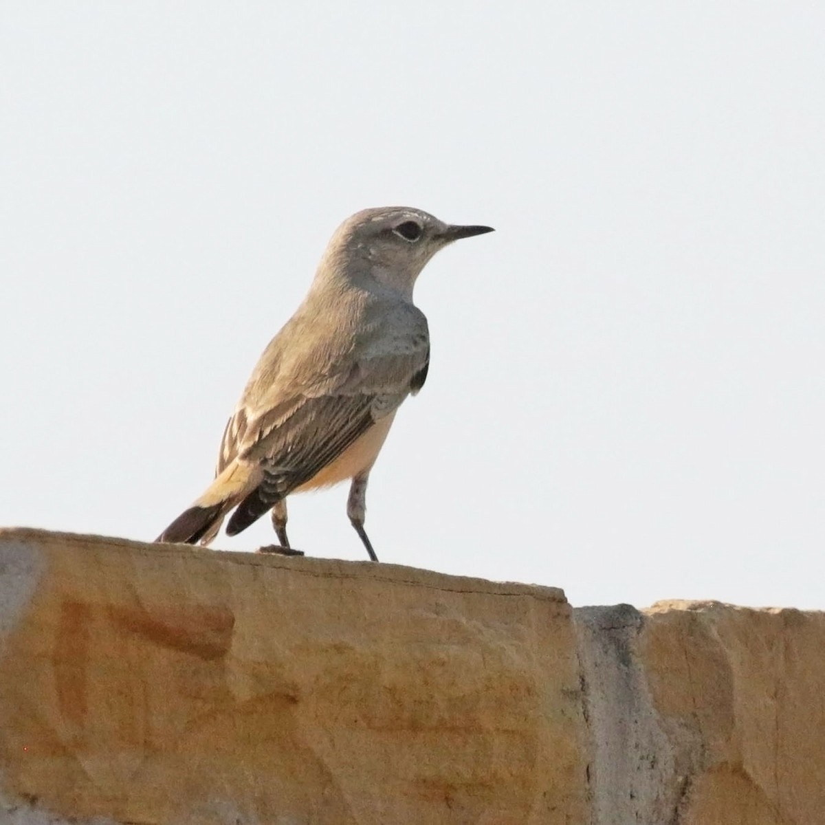 Collalba Afgana - ML645456791