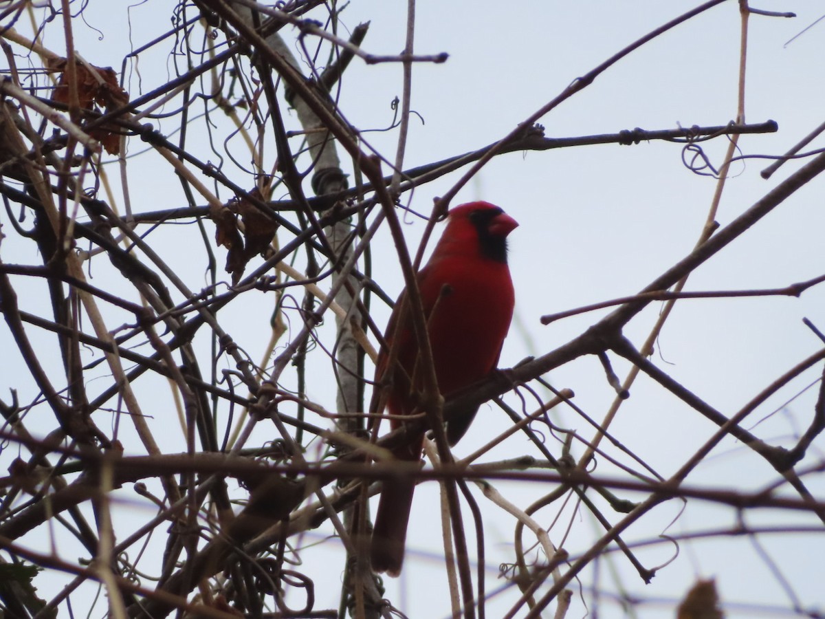 Cardenal Norteño - ML645456792