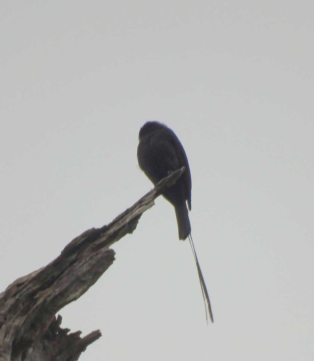 Mosquero Colilargo - ML645456795