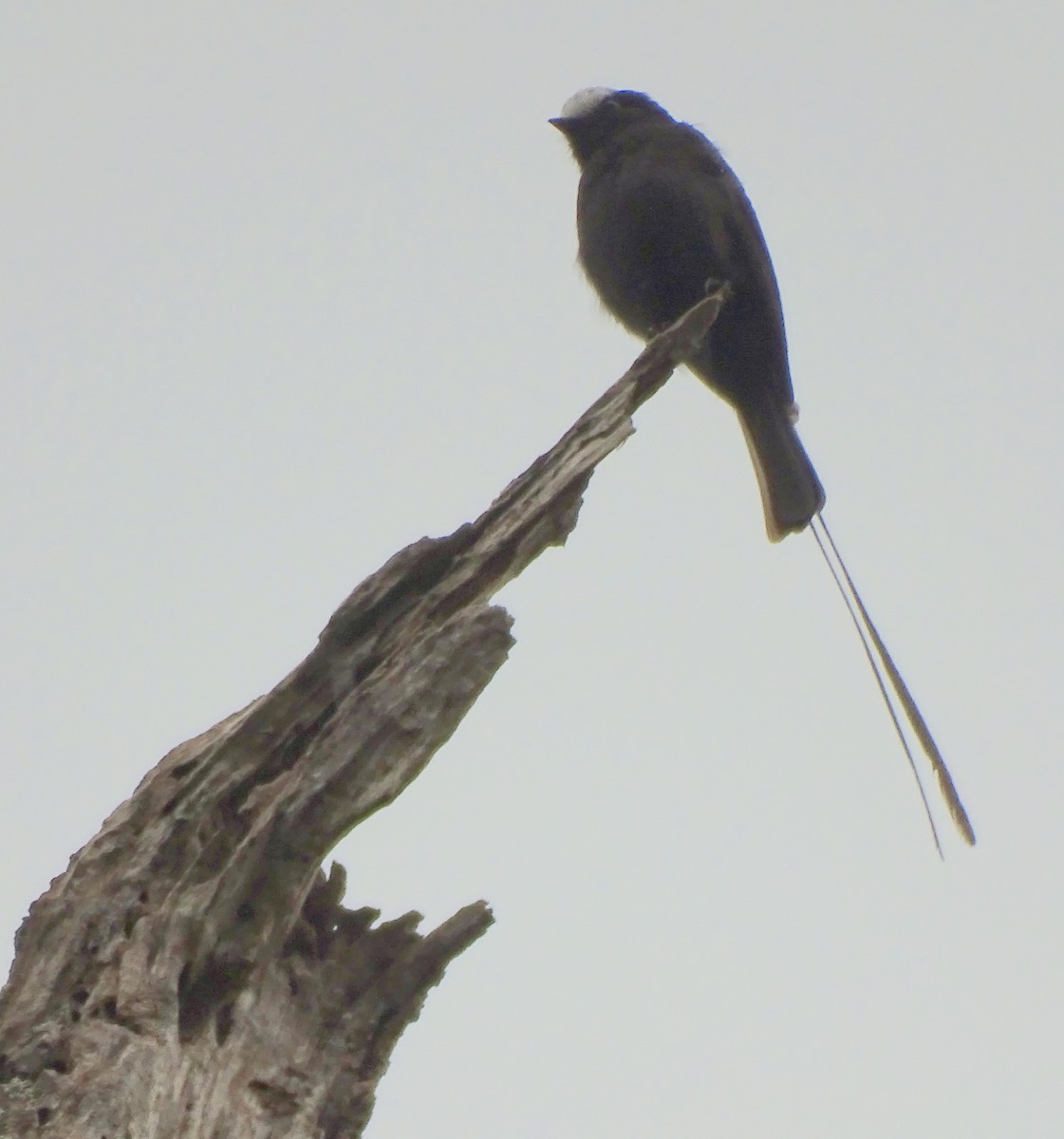 Mosquero Colilargo - ML645456796