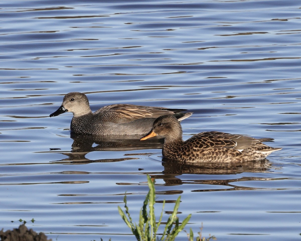 Ánade Friso - ML645456797