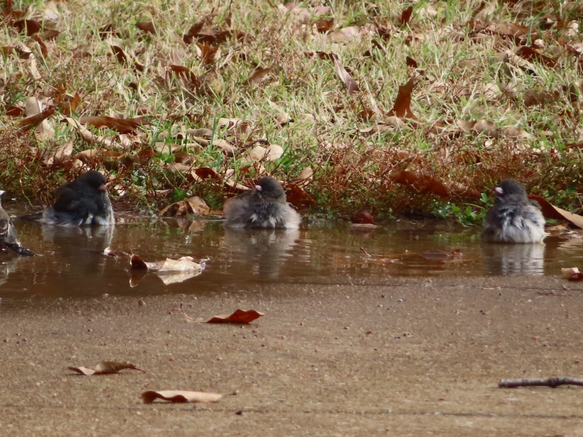 Junco Ojioscuro - ML645456801