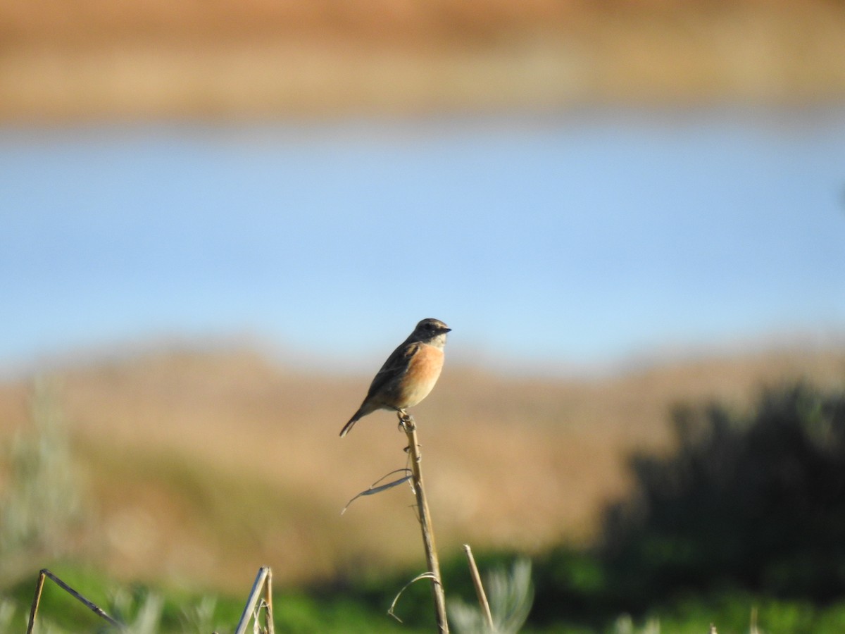 European Stonechat - ML645456828