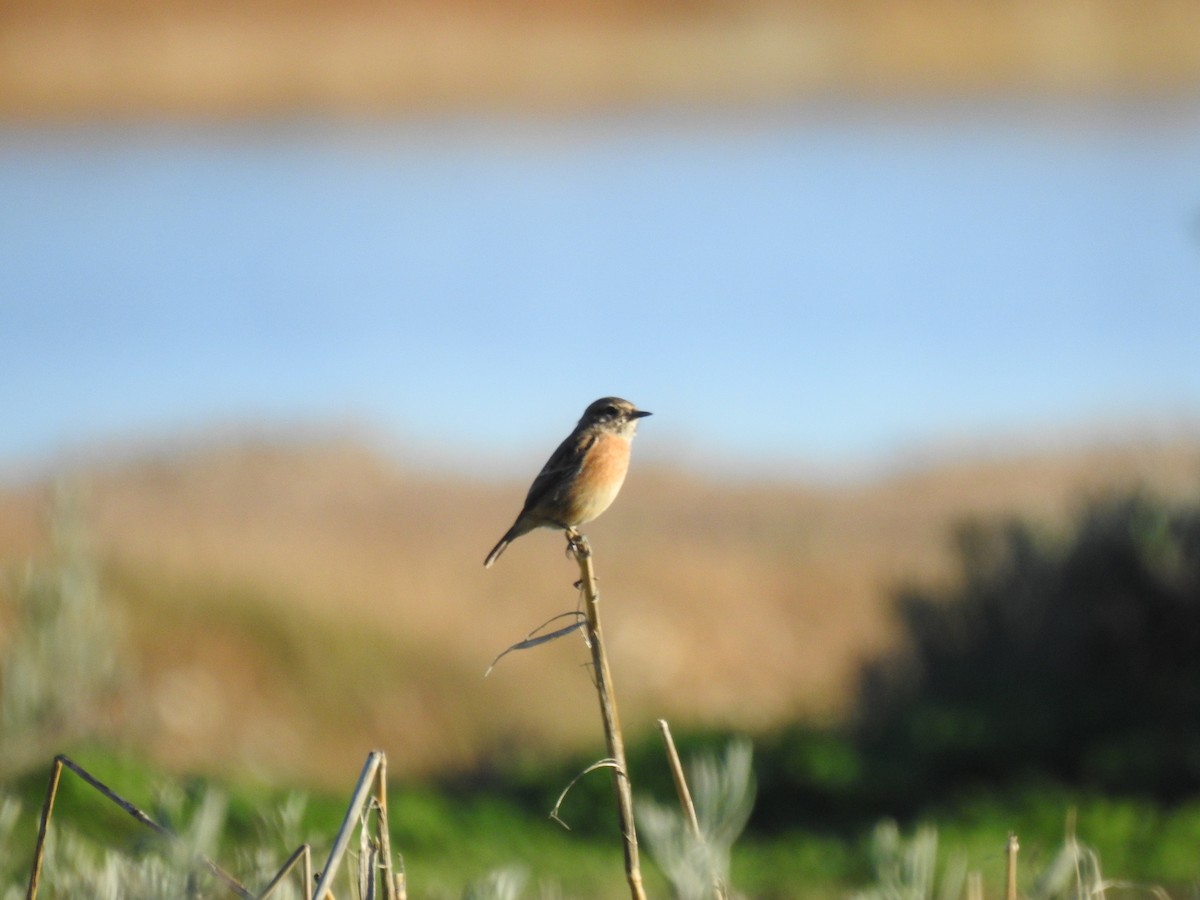European Stonechat - ML645456835