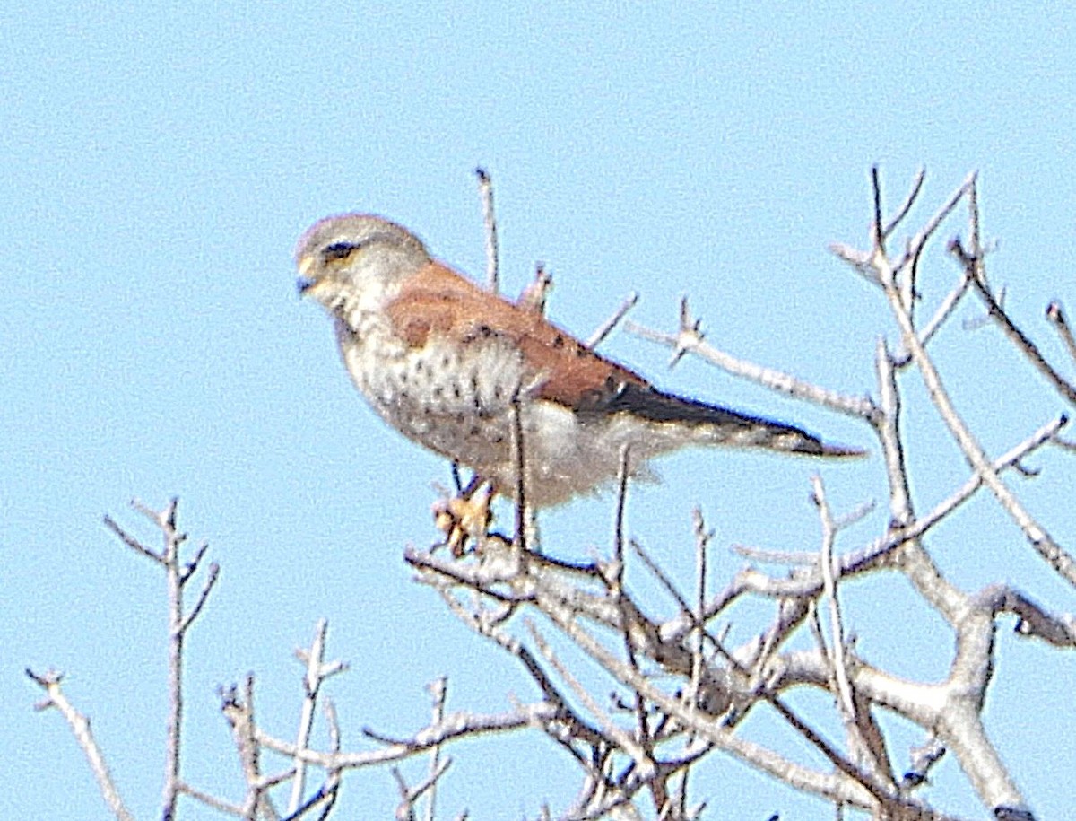 Malagasy Kestrel - ML645456837