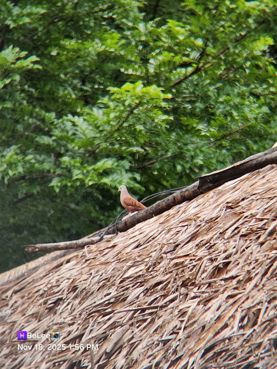 Ruddy Ground Dove - ML645456838