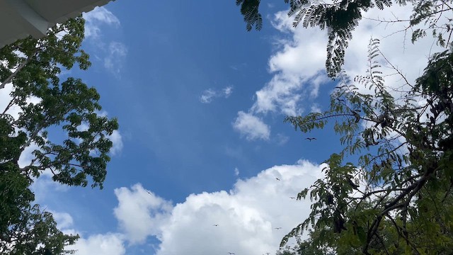 Фрегат карибський - ML645456841