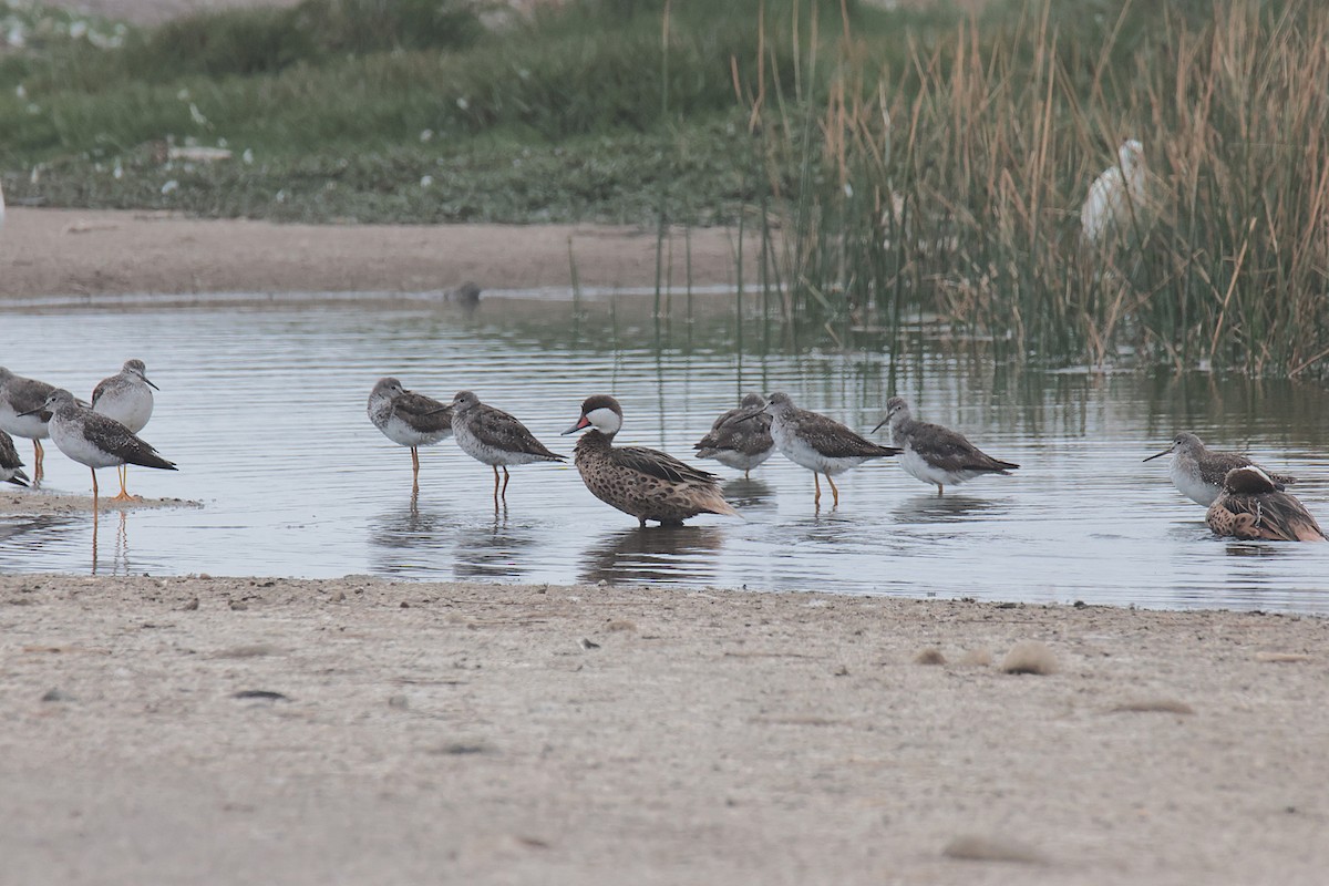 Bahamaente - ML645456847