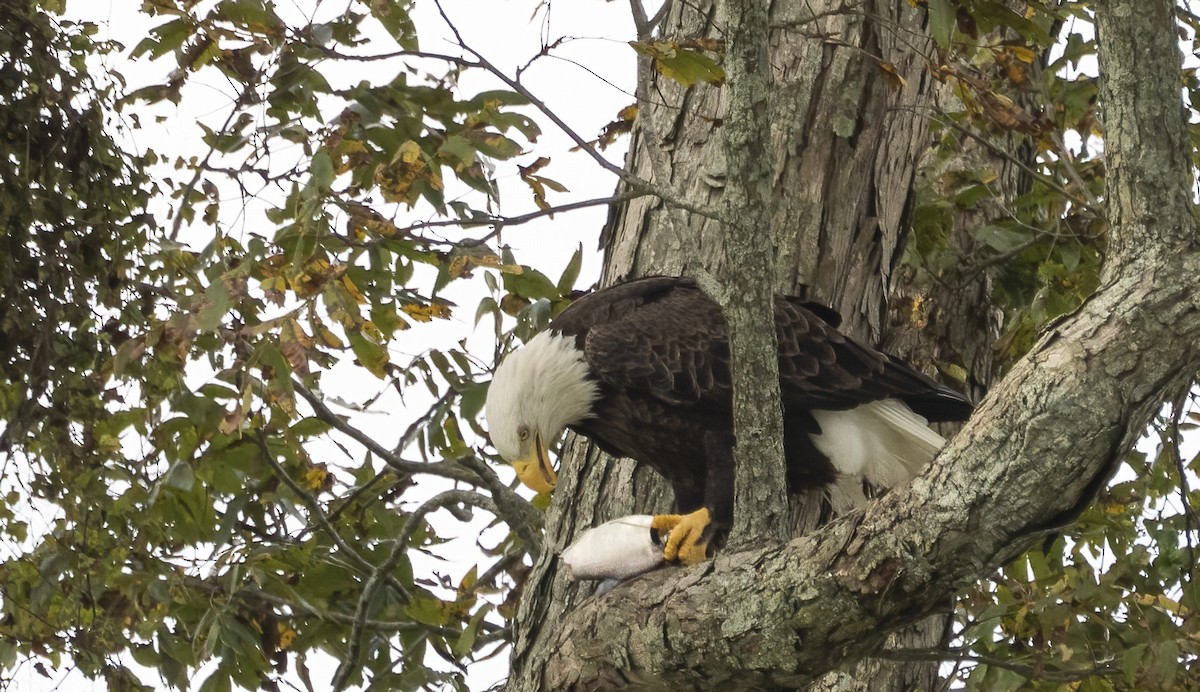 Bald Eagle - ML645456853