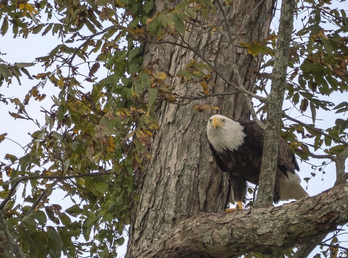 Bald Eagle - ML645456854