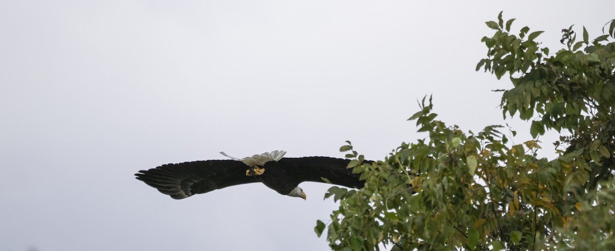 Bald Eagle - ML645456855
