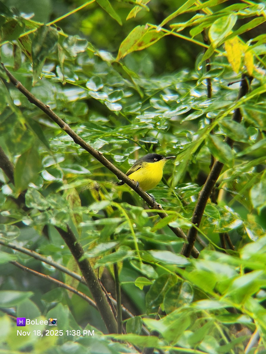 Common Tody-Flycatcher - ML645456858