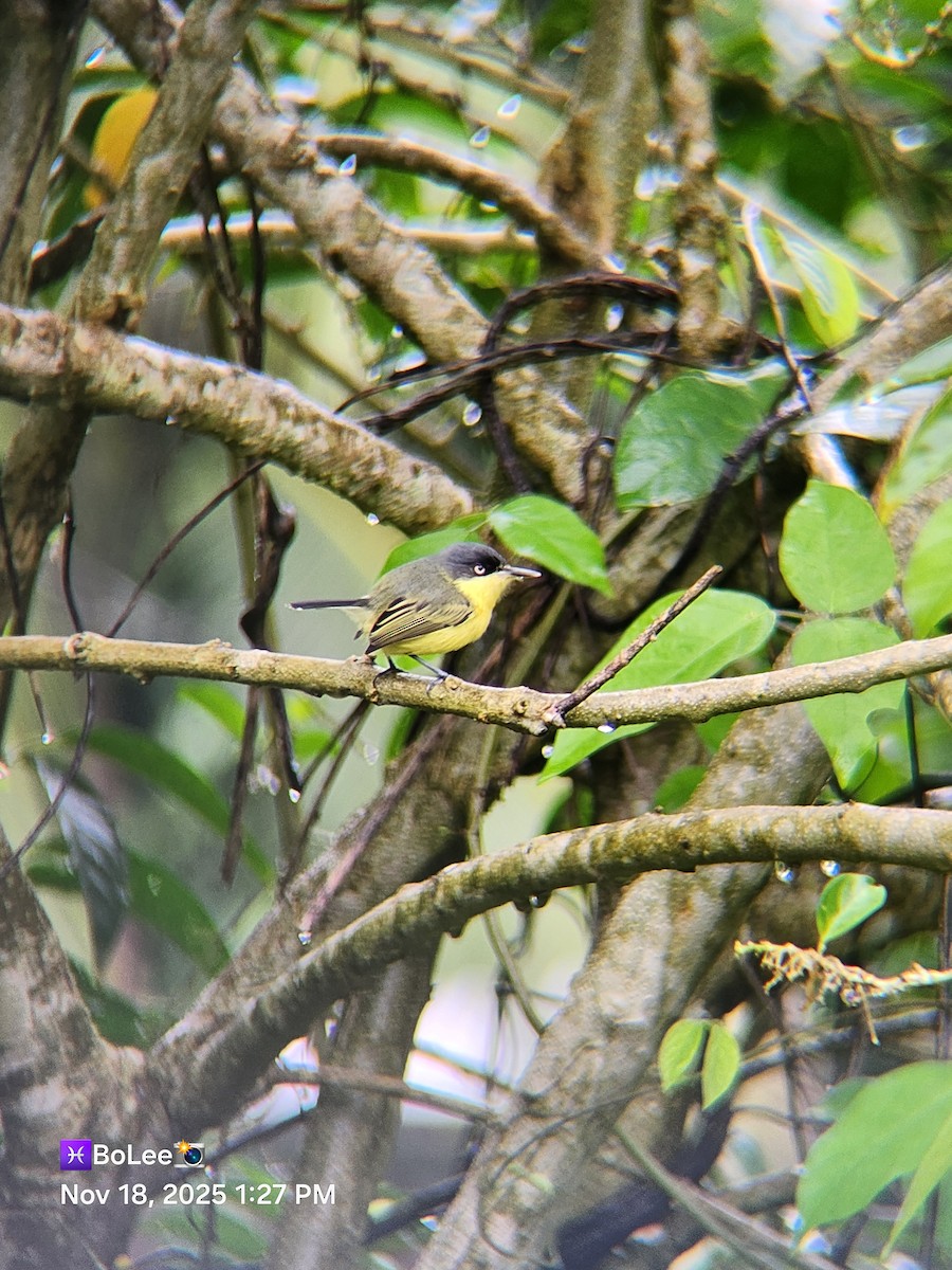 Common Tody-Flycatcher - ML645456859