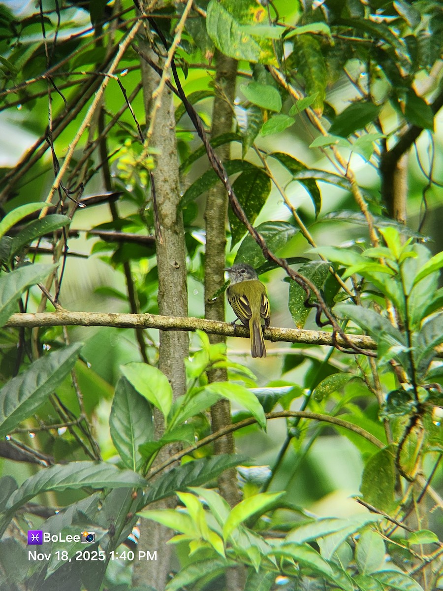 Yellow-olive Flatbill - ML645456873