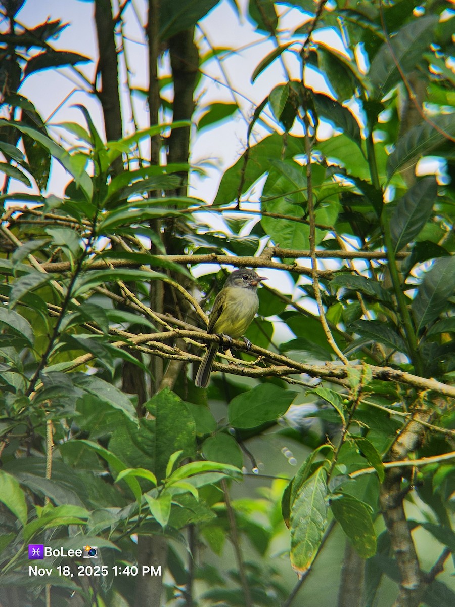 Yellow-olive Flatbill - ML645456874