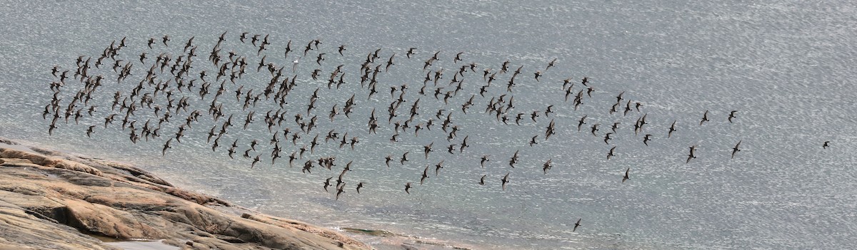 コシジロウズラシギ - ML645456880