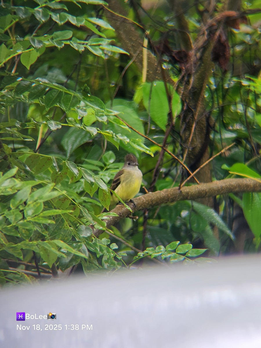 Yellow-bellied Elaenia - ML645456904