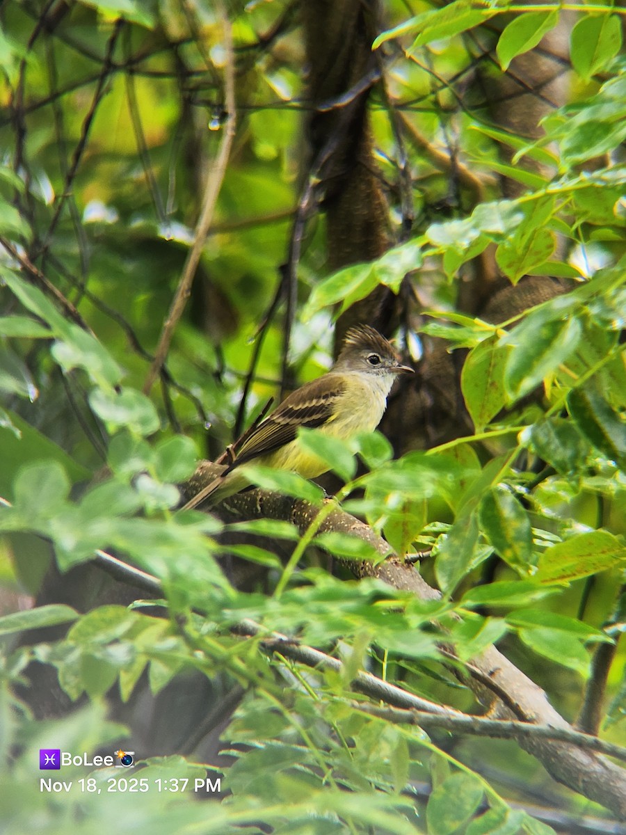 Yellow-bellied Elaenia - ML645456911