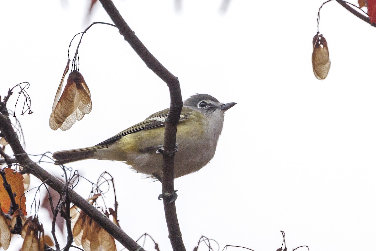 Blue-headed Vireo - ML645456913