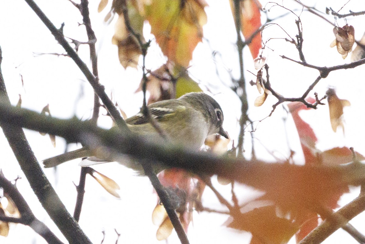Blue-headed Vireo - ML645456914
