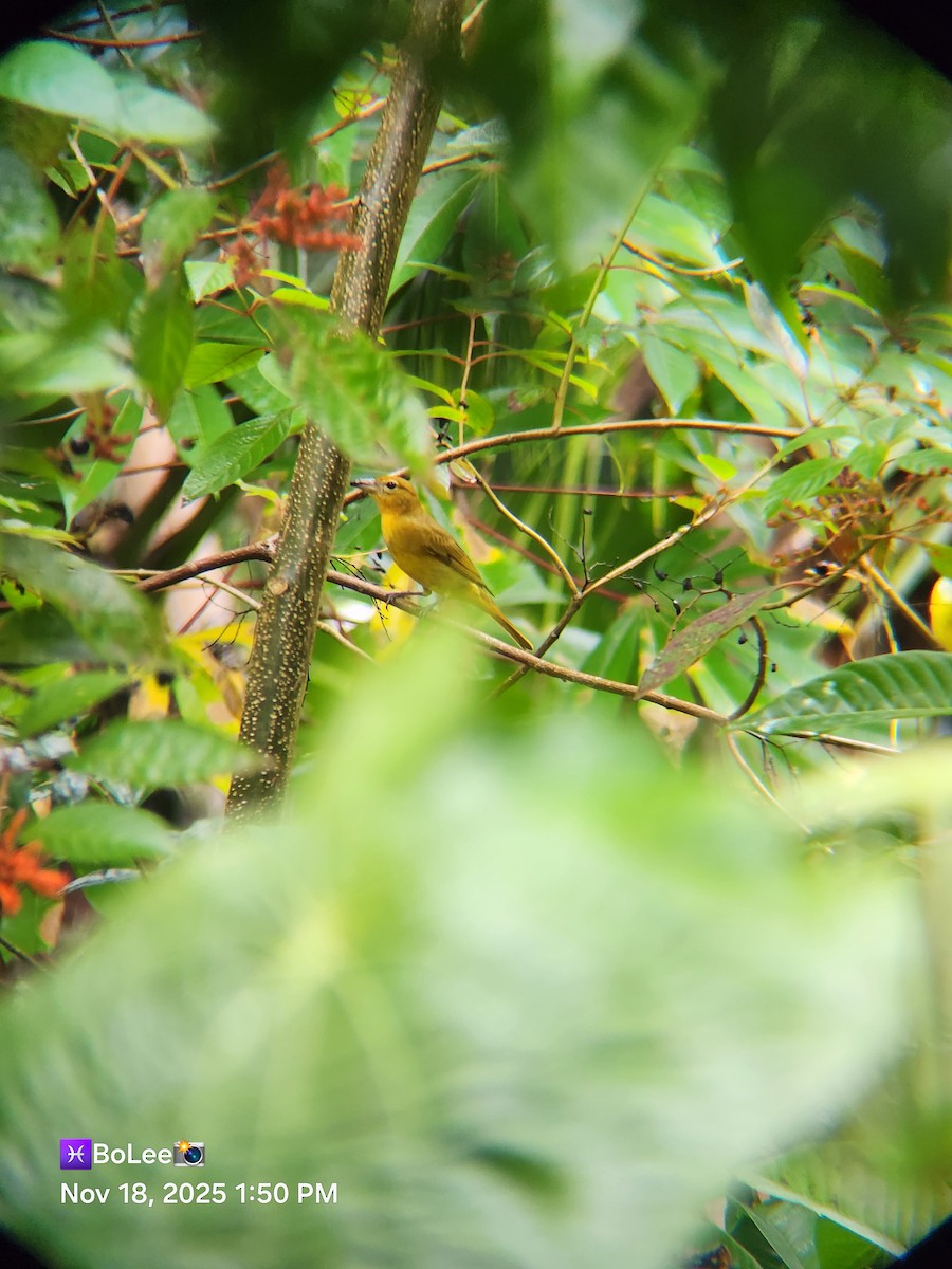 Summer Tanager - ML645456920