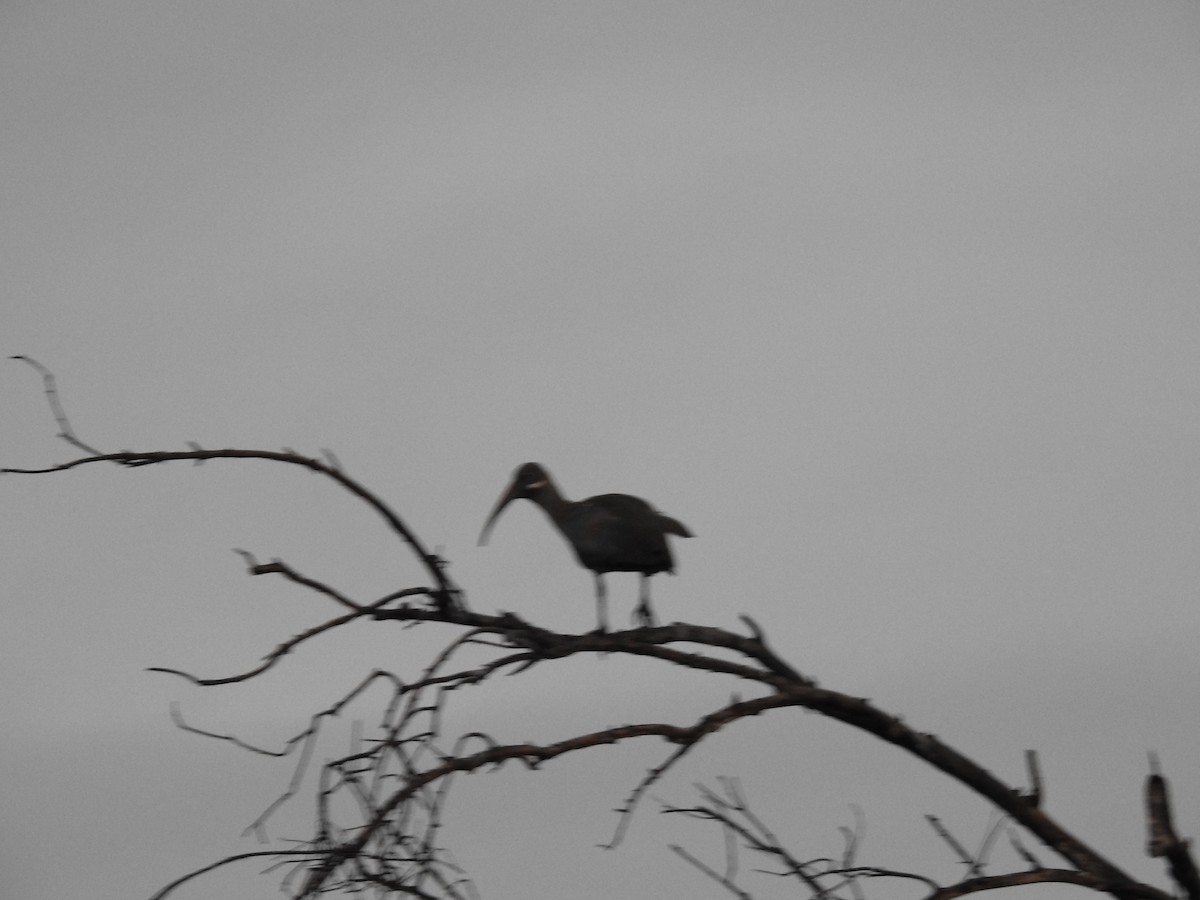 Hadada Ibis - ML645456930