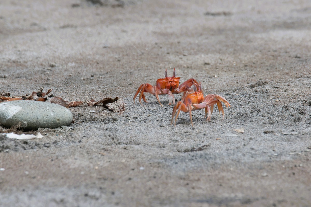 Painted Ghost Crab - ML645456935