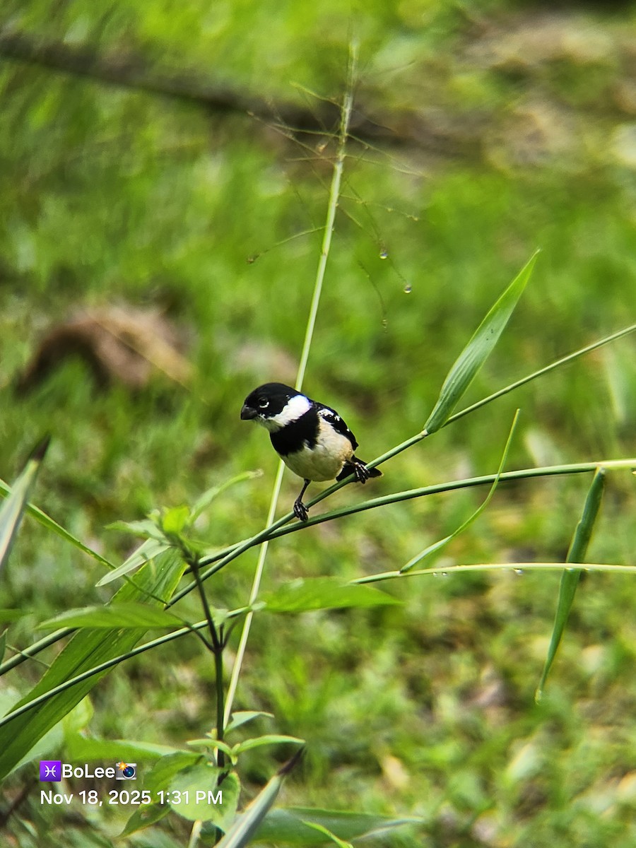 Morelet's Seedeater - ML645456938