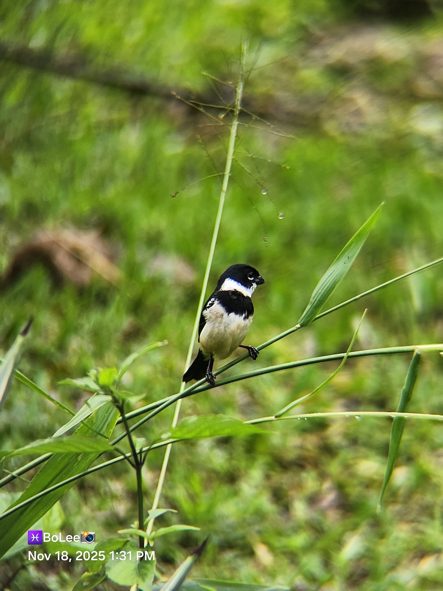 Morelet's Seedeater - ML645456939