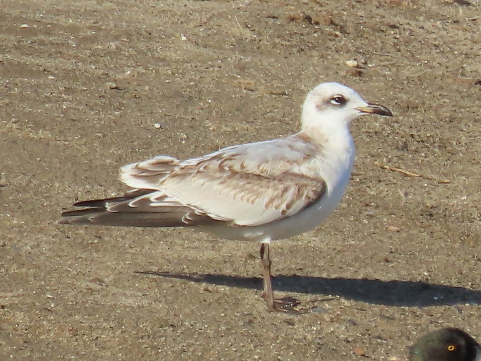 Mediterranean Gull - ML645456951