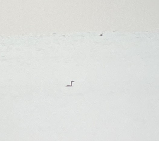 Grèbe jougris - ML645456960