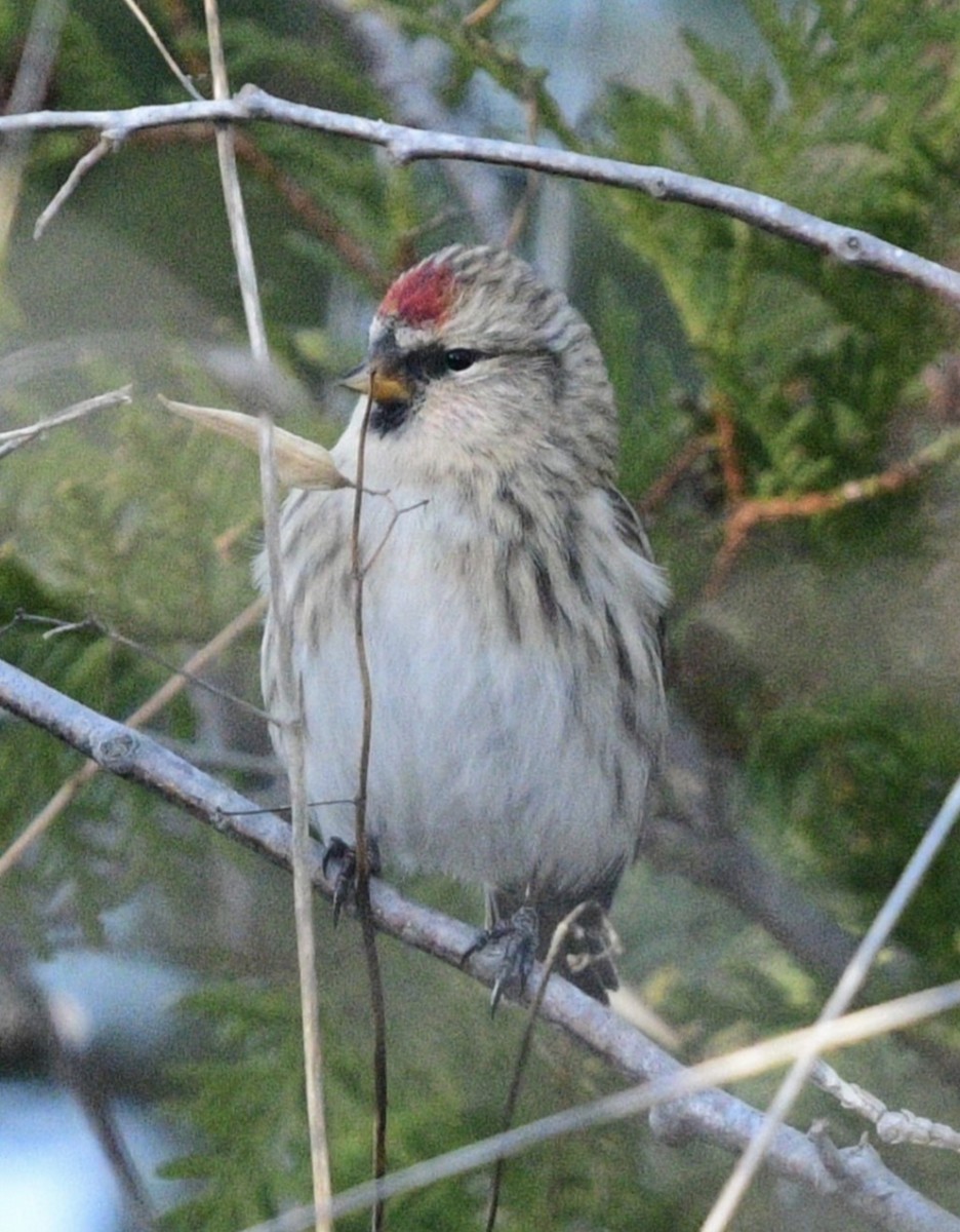 Redpoll - ML645456979