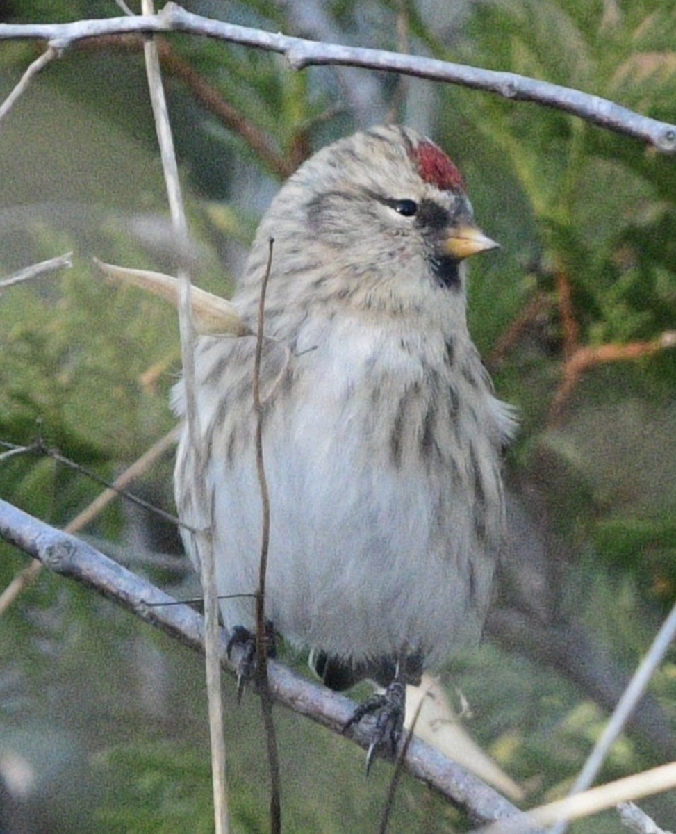 Redpoll - ML645456980