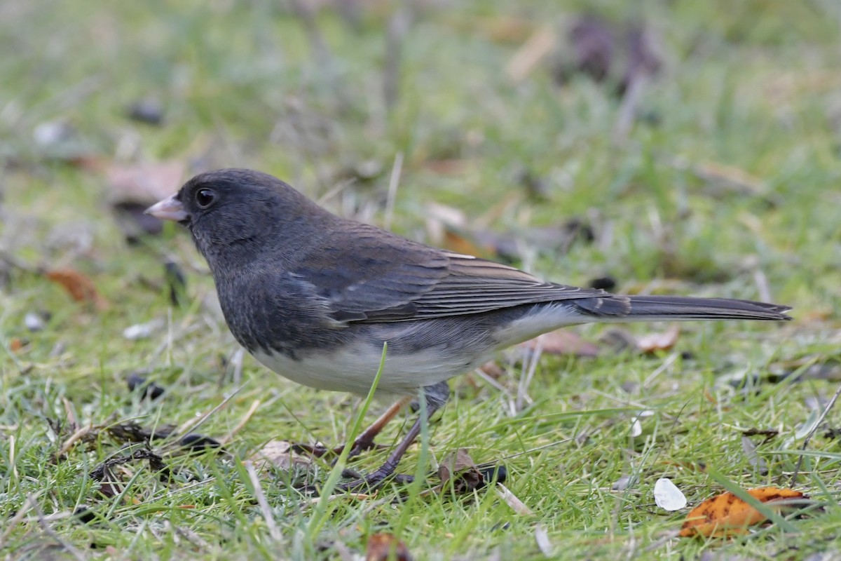 Dark-eyed Junco (Slate-colored) - ML645456989