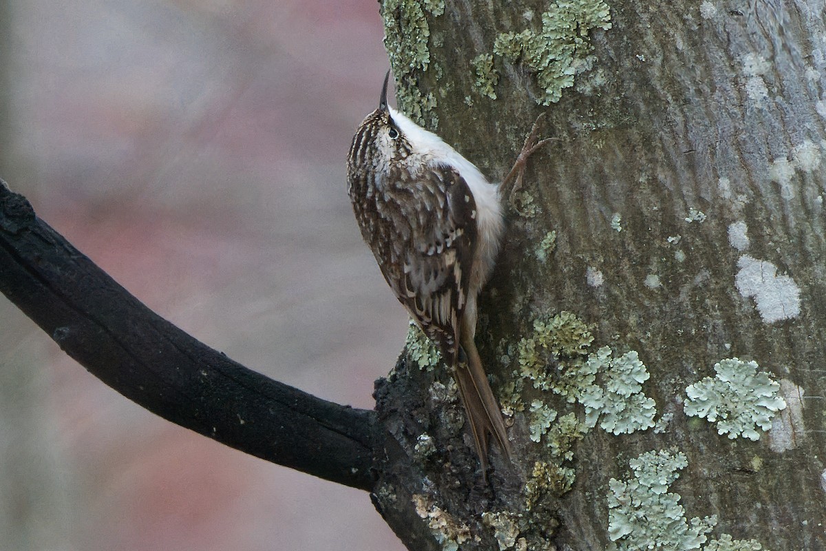 Brown Creeper - ML645456991