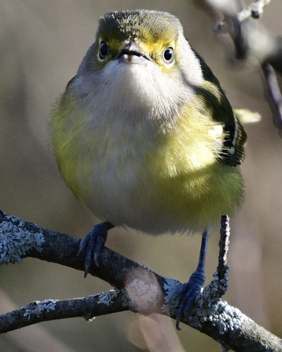 White-eyed Vireo - ML645457001